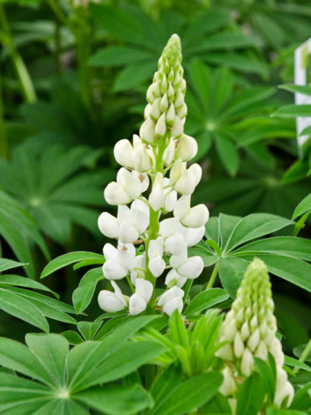 Lupinus nanus &#039;Gallery White Shades&#039;, Lupine, Wolfsbohne