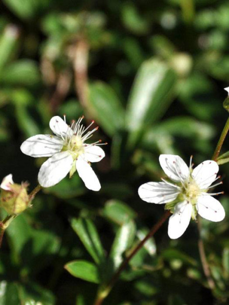 Potentilla tridentata &#039;Nuuk&#039;, Teppich-Fingerkraut