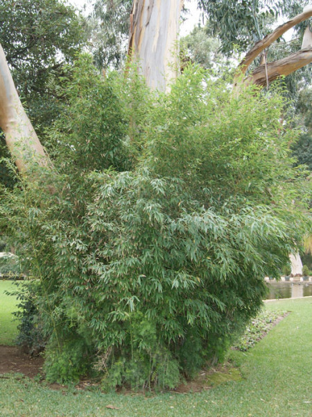 Phyllostachys aurea, Gelber Bambus