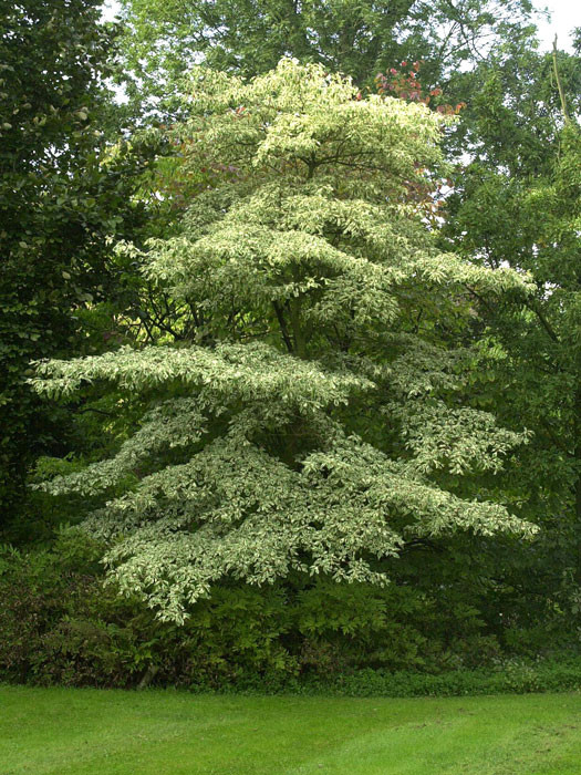 cornus controversa variegata