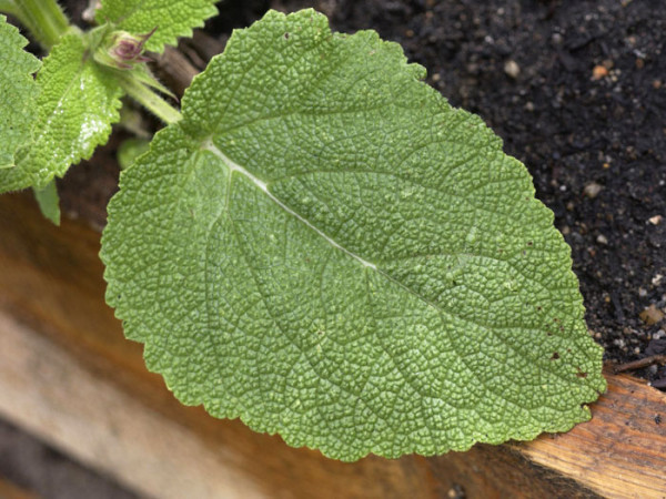 Salvia sclarea, Muskateller-Salbei