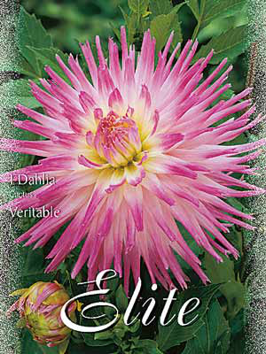 Kaktus-Dahlie &#039;Veritable&#039;, Dahlia (Art.Nr. 520092)