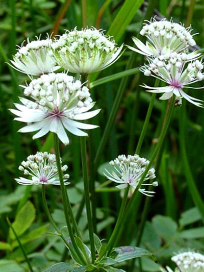 Astrantia major &#039;Snowstar&#039;, Große weiße Sterndolde