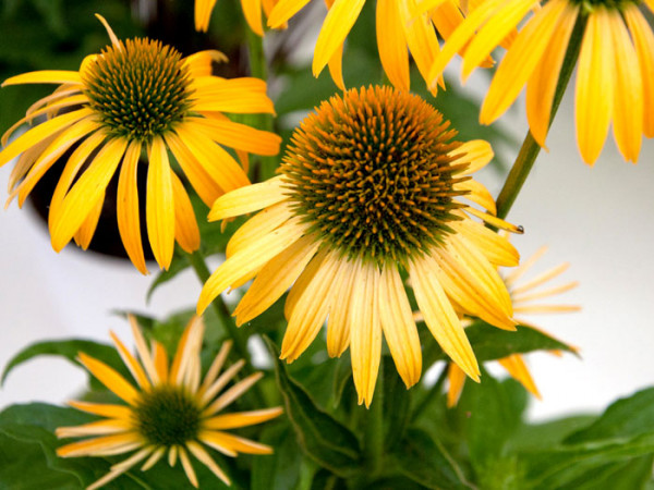 Echinacea purpurea &#039;Harvest Moon&#039;, Garten-Sonnenhut, Scheinsonnenhut