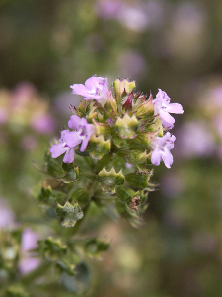 Thymus doerfleri &#039;Bressingham Seedling&#039; (M), Polster-Thymian