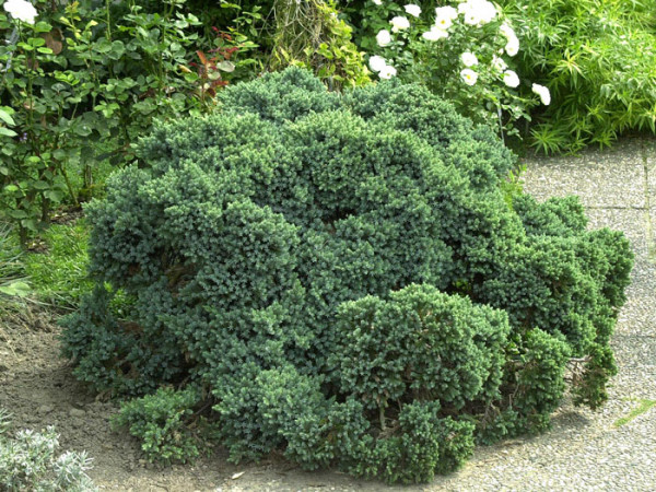 Zwergwacholder Juniperus squamata /'Blue Star/' 20-25 cm im 2 Liter Container