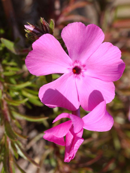 Phlox subulata &#039;McDaniel&#039;s Cushion&#039;, Polster-Phlox, Teppich-Phlox, Teppich-Flammenblume