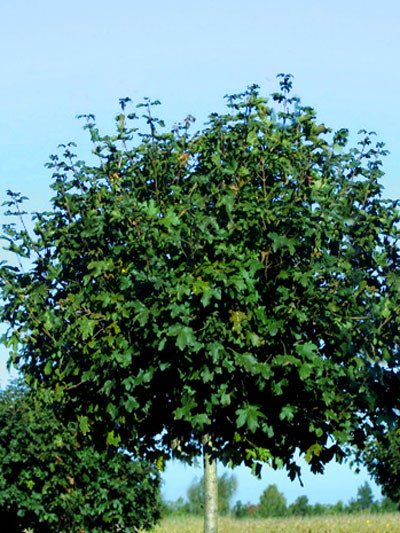 Acer campestre &#039;Nanum&#039;, Kugel-Feldahorn - Hochstamm