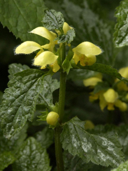 Lamiastrum galeobdolon &#039;Florentinum&#039;, Goldnessel, florentiner Goldnessel