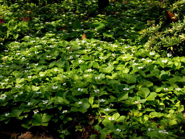 Cornus canadensis, Teppich-Hartriegel