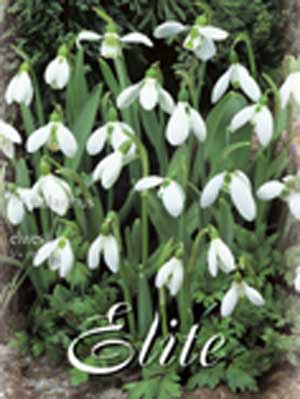 Schneeglöckchen &#039;Elwesii&#039;, Galanthus (Art.Nr. 596790)