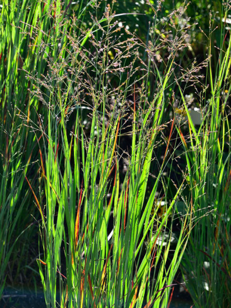 Panicum virgatum &#039;Heiliger Hain&#039;, Garten-Ruten-Hirse, Zier-Hirse