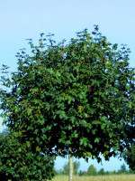 Acer campestre 'Nanum', Kugel-Feldahorn - Hochstamm