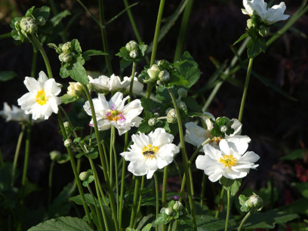 Weiße Blüten der Herbstanemone 'Wirbelwind'