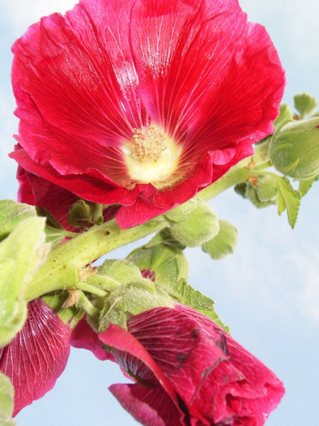 Alcea rosea &#039;Mars Magic&#039; (M), Stockrose, englische Stockrose, Spotlight-Stockrose