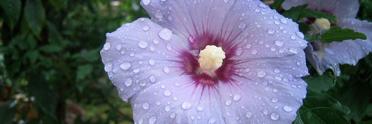 Hibiskus