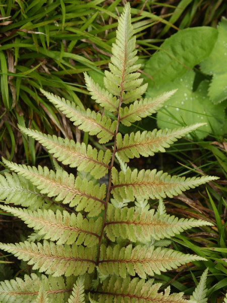 Athyrium niponicum &#039;Metallicum&#039;, Japanischer Regenbogenfarn, Brokatfarn