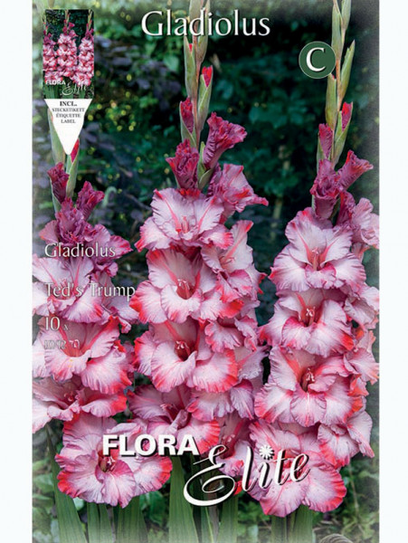 Großblumige Gladiole 'Teds Trump', Gladiolus (Art. Nr. 5213130)