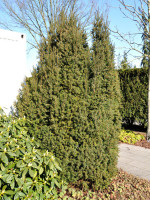 Taxus baccata 'Overeynderi'