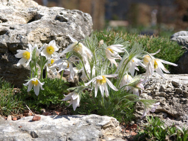 Pulsatilla vulgaris &#039;Alba&#039; (M), Weiße Küchenschelle, Kuhschelle