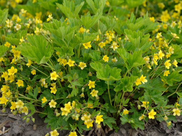 Waldsteinia geoides (M), Horstige Ungarwurz, Waldsteinie