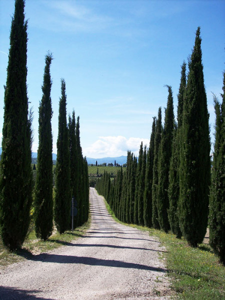 Allee aus großgewachsenen Toscana-Zypressen