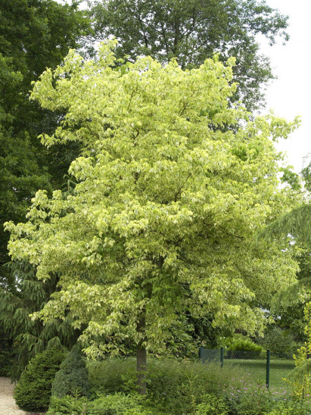 Acer negundo &#039;Aureo-Variegatum&#039;, Goldbunter Eschen-Ahorn