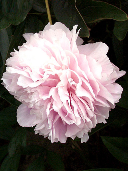 Paeonia x lactiflora 'Sarah Bernhardt', Edel-Pfingstrose