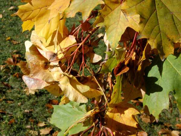 Acer platanoides, Spitzahorn