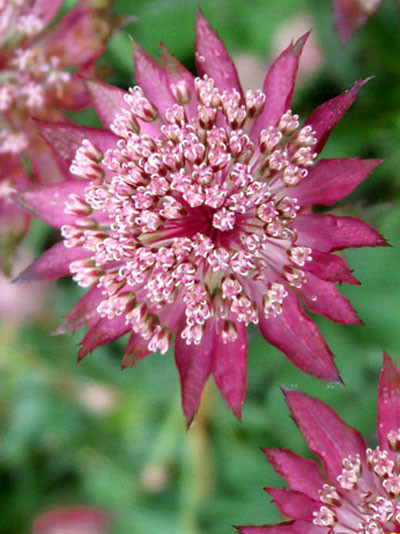 Astrantia major &#039;Ruby Cloud&#039;, Große Sterndolde