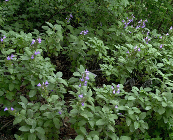 Großblättriger Salbei, Salvia officinalis &#039;Maxima&#039;