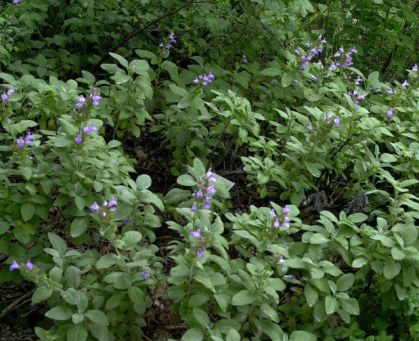 Großblättriger Salbei, Salvia officinalis 'Maxima'
