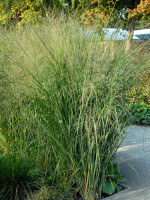 Panicum virgatum 'Cloud Nine', Riesen Ruten-Hirse, Zier-Hirse