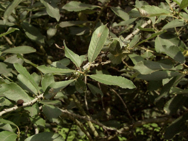 Salix aurita, Ohrweide