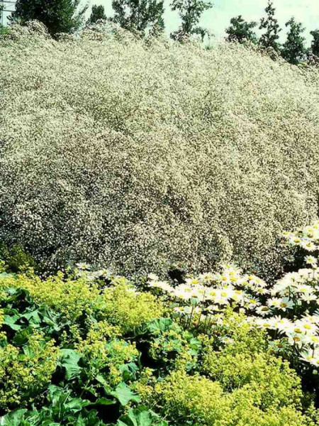 Gypsophila paniculata &#039;Flamingo&#039;, Schleierkraut, rispiges Gipskraut