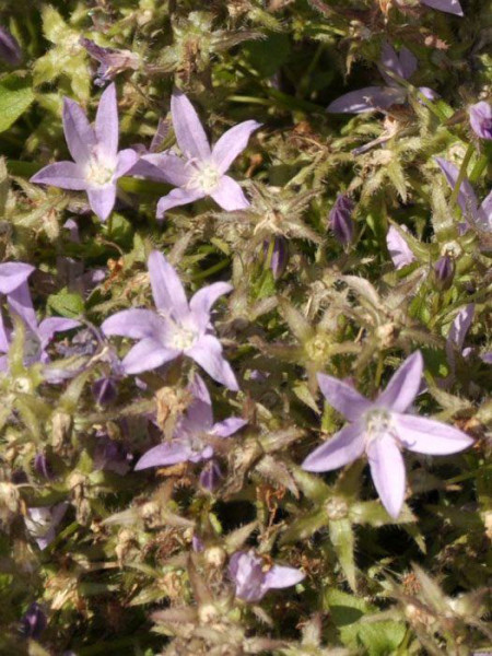 Campanula poscharskyana &#039;Lisduggan&#039; (M), Hängepolster-Glockenblume