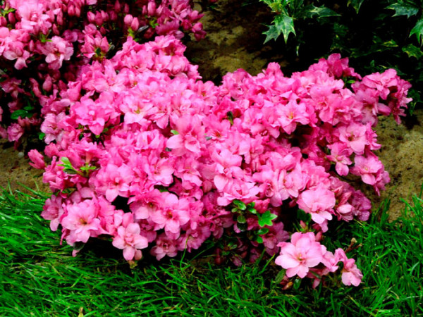 Rhododendron obtusum &#039;Rokoko&#039;, wintergrüne japanische Zwergazalee