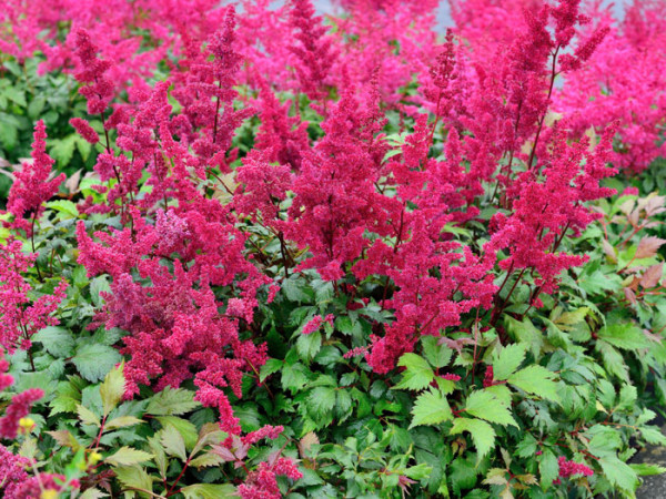 Gruppenpflanzung mit der Astilbe 'Fanal'