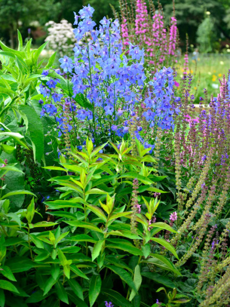 Delphinium belladonna &#039;Piccolo&#039;, Rittersporn, Verzweigter Gartenrittersporn