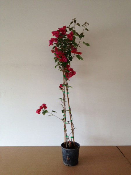 Bougainvillea Hybride 'Barbara Karst', violett-blättrige Bougainvillea