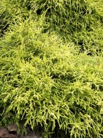 Chamaecyparis pisifera 'Sungold', Gelbe Fadenzypresse