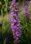 Schnitt-Stauden Sortiment II (12 Stück) 8 Liatris-spicata