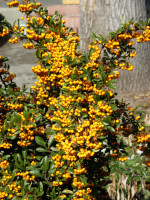 Pyracantha 'Soleil d'Or', gelbfruchtiger Feuerdorn