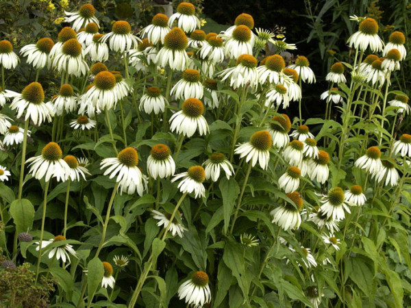 Echinacea purpurea &#039;Baby Swan White&#039;, Scheinsonnenhut