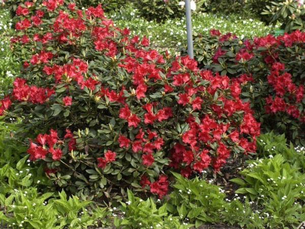 Rhododendron repens &#039;Baden-Baden&#039;