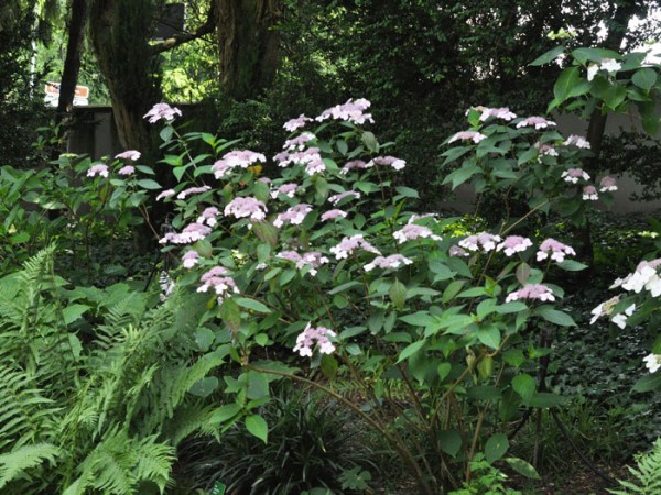 Teller-Hortensie Schattenpflanzung