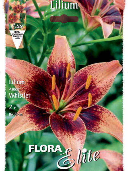 Asiatische Lilien-Hybride &#039;Whistler&#039;, Lilium (Art.Nr. 521687)