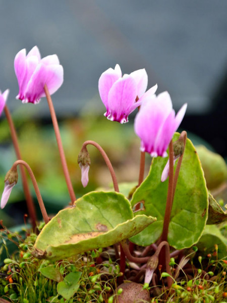 Cyclamen hederifolium &#039;Rosenteppich&#039;, (Garten-) Herbst-Alpenveilchen