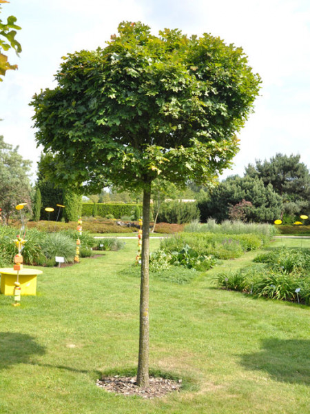 Quercus palustris &#039;Green Dwarf&#039;, Kugel-Sumpfeiche - Hochstamm