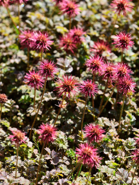 Das Stachelnüsschen in schönster Blüte